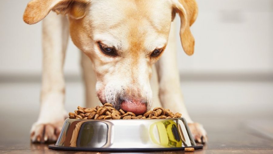 Sernac investiga a marca de alimento para mascotas tras denuncias de enfermedades en perros