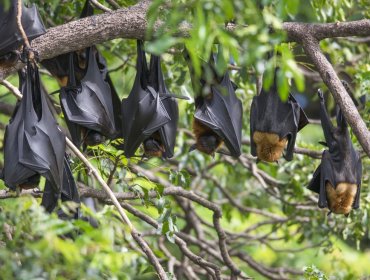 "Ésta no es la última pandemia": Científicos advierten que la invasión del hombre en el mundo natural acelera ese proceso