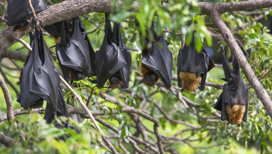 "Ésta no es la última pandemia": Científicos advierten que la invasión del hombre en el mundo natural acelera ese proceso