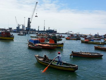 Piden que el Gobierno apoye a pescadores artesanales ante intención de industriales por extraer jibia por arrastre