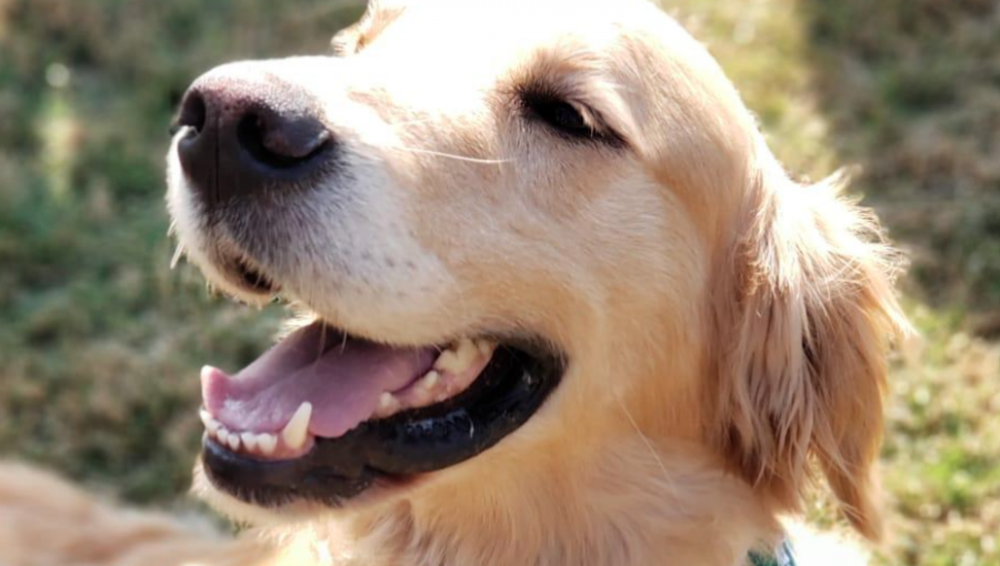 Perro policial detecta droga al interior de taxi colectivo que viajaba a San Antonio