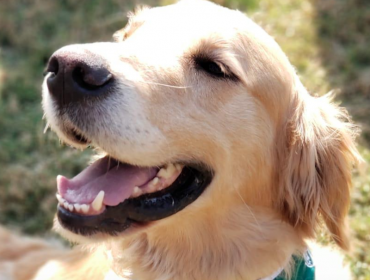 Perro policial detecta droga al interior de taxi colectivo que viajaba a San Antonio