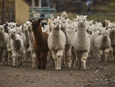 Encuentran en alpacas el "anticuerpo más fuerte del mundo" contra el Coronavirus