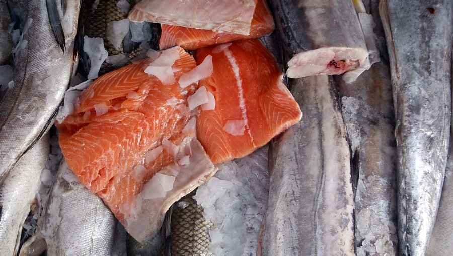 Salmoneros del país descartan que peces sean agentes de transmisión de Covid-19