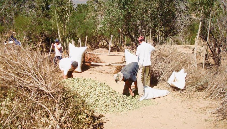 Conaf amplía plazo para postulaciones a concursos del Fondo de la Ley de Bosque Nativo