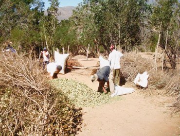 Conaf amplía plazo para postulaciones a concursos del Fondo de la Ley de Bosque Nativo