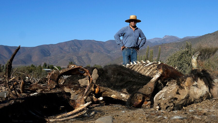 Corte Suprema acoge recurso por derecho al agua potable en Petorca, La Ligua y Cabildo