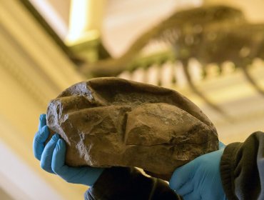 Científicos chilenos descubrieron el huevo más grande de la era de los dinosaurios