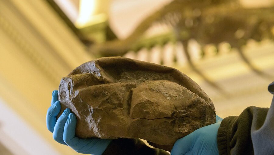 Científicos chilenos descubrieron el huevo más grande de la era de los dinosaurios