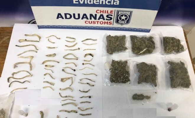 Aduanas incauta hongos alucinógenos y marihuana en aeropuerto de Punta Arenas