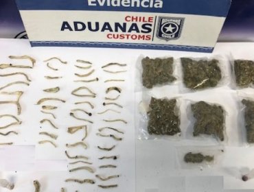 Aduanas incauta hongos alucinógenos y marihuana en aeropuerto de Punta Arenas