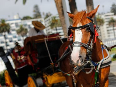 El drama de los cocheros en Viña del Mar: por falta de recursos, han debido vender sus caballos hasta a carnicerías