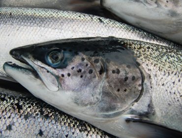 Aduana de China: no hay restricciones para ingreso del salmón chileno