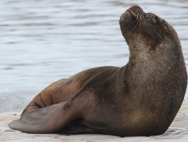 Temporal arrojó delfín calderón, tortuga y lobo de mar a playas de Coquimbo