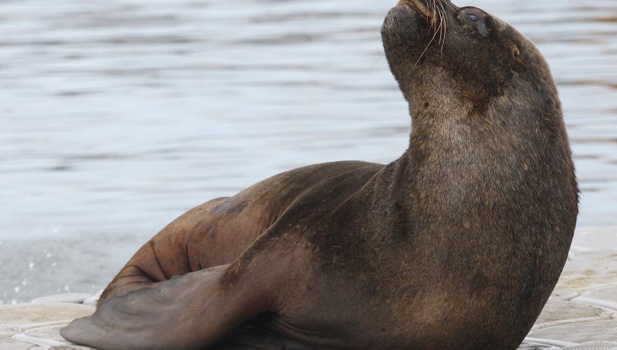 Temporal arrojó delfín calderón, tortuga y lobo de mar a playas de Coquimbo