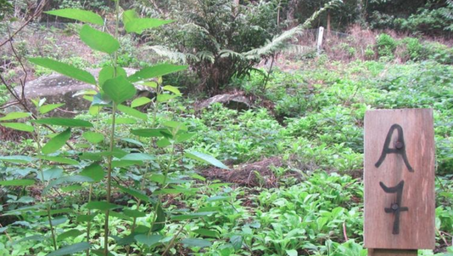 Conaf elimina especies exóticas invasoras en la plazoleta El Yunque de Juan Fernández