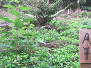 Conaf elimina especies exóticas invasoras en la plazoleta El Yunque de Juan Fernández