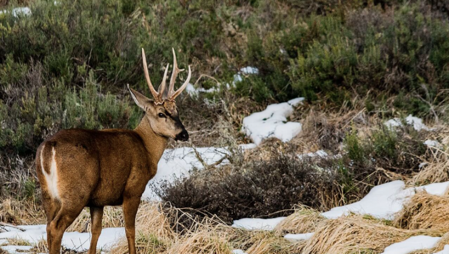 Aprueban plan de conservación para tres especies que están en peligro de extinción