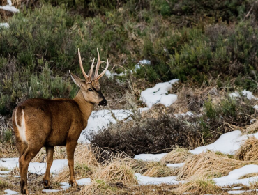 Aprueban plan de conservación para tres especies que están en peligro de extinción