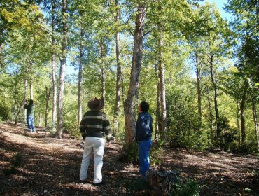 Firman Acuerdo de Producción Limpia para proteger el bosque nativo de la región del Maule