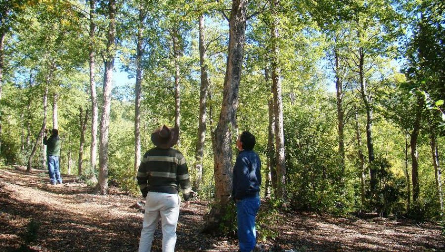 Firman Acuerdo de Producción Limpia para proteger el bosque nativo de la región del Maule