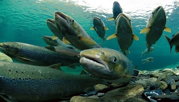 Investigan fuga masiva de salmones en el lago Llanquihue: empresa denuncia que se trató de un "atentado"