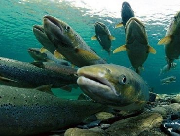 Investigan fuga masiva de salmones en el lago Llanquihue: empresa denuncia que se trató de un "atentado"