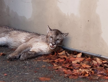 Personal del SAG y del Zoológico Nacional rescataron a puma en Lo Barnechea