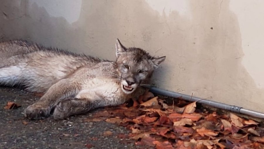 Personal del SAG y del Zoológico Nacional rescataron a puma en Lo Barnechea