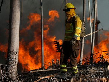 Intencionalidad de incendios forestales aumentó en regiones del Biobío, La Araucanía y Ñuble