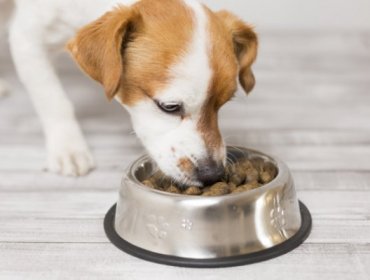 Servicio Agrícola y Ganadero detecta contaminación en alimentos para perros marca Cannes