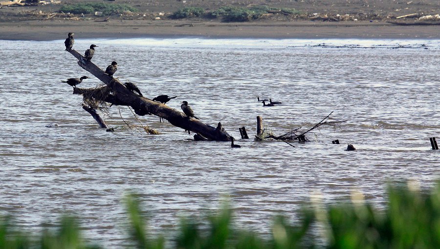 Humedal Río Maipo es declarado oficialmente Santuario de la Naturaleza