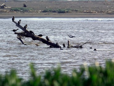 Humedal Río Maipo es declarado oficialmente Santuario de la Naturaleza