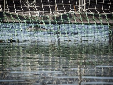 Confirman muerte masiva de salmones en centro de cultivo de empresa de Hualaihue