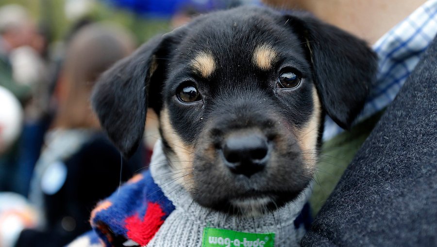 Con sistema de "delivery", Ñuñoa busca fomentar la adopción de perros