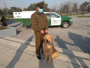 Carabineros entrena a perros para detectar a personas contagiadas con Covid-19