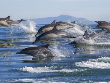 Avistamiento de grupo de delfines maravilló a vecinos desde Valparaíso a Concón