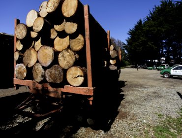 Girardi: “Ley sobre robo de madera desligitima aun más a la industria forestal”