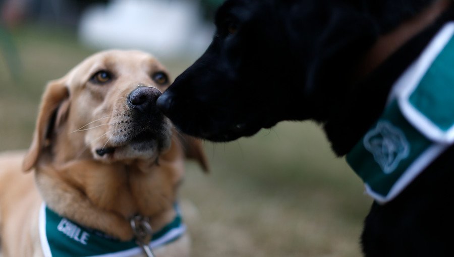 Carabineros entrenan a perros para detectar a personas contagiadas con Covid-19