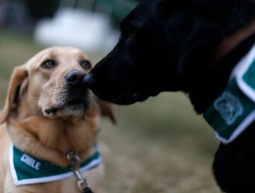 Carabineros entrenan a perros para detectar a personas contagiadas con Covid-19