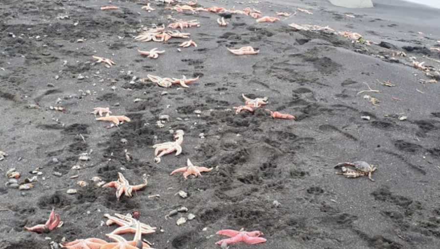 Sernapesca investiga varazón de estrellas de mar en la comuna de Coronel