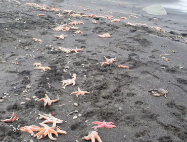 Sernapesca investiga varazón de estrellas de mar en la comuna de Coronel