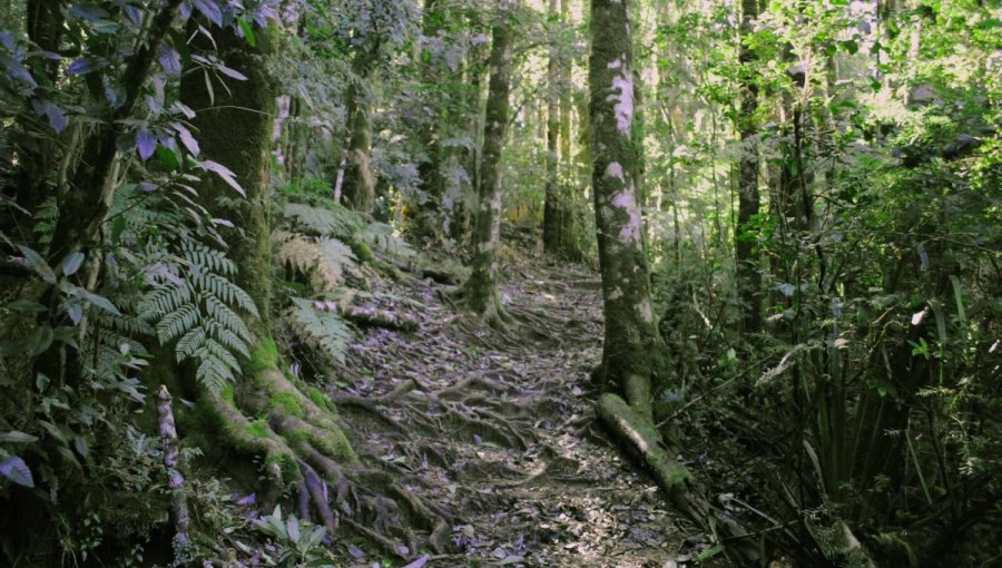 Sernageomin elaborará mapa de peligros geológicos para la región de Los Ríos