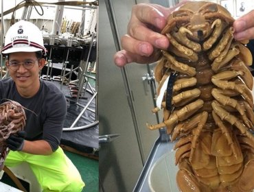 Así es la "cucaracha supergigante" descubierta en el fondo del mar de Indonesia