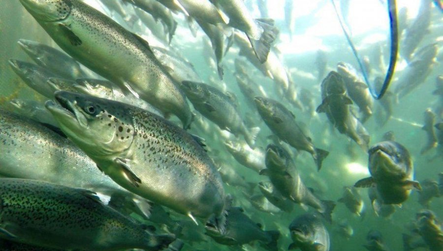 Cifran en más de 103 mil los salmones que escaparon en junio desde centro de cultivo en Puerto Montt