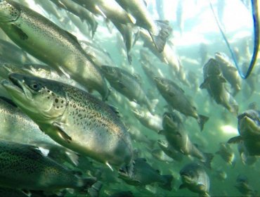 Cifran en más de 103 mil los salmones que escaparon en junio desde centro de cultivo en Puerto Montt