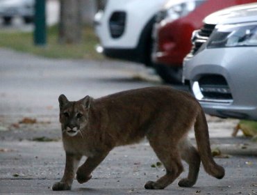 Vecinos advierten la presencia de un puma por las calles de Huechuraba