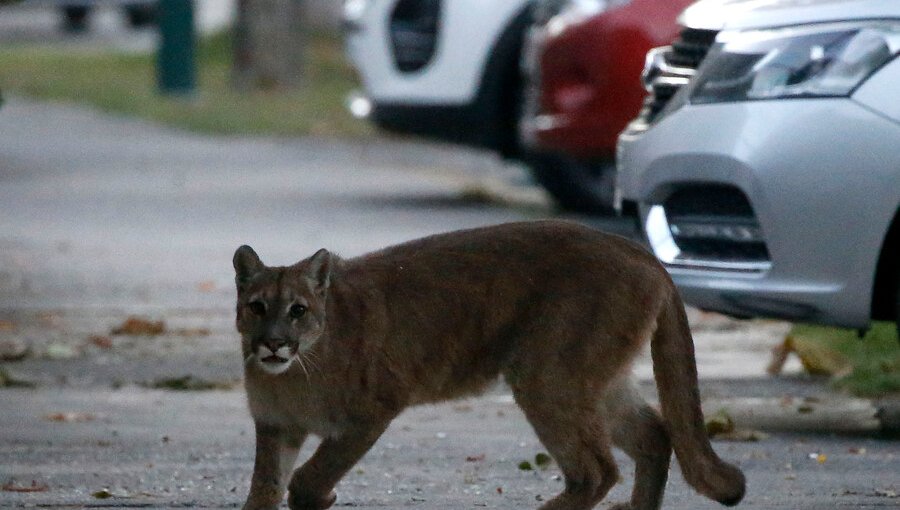 Vecinos advierten la presencia de un puma por las calles de Huechuraba