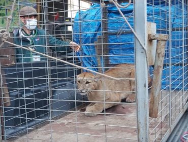 Fiscalía de San Felipe inicia investigación penal por atropello de puma en cuesta de Llay Llay