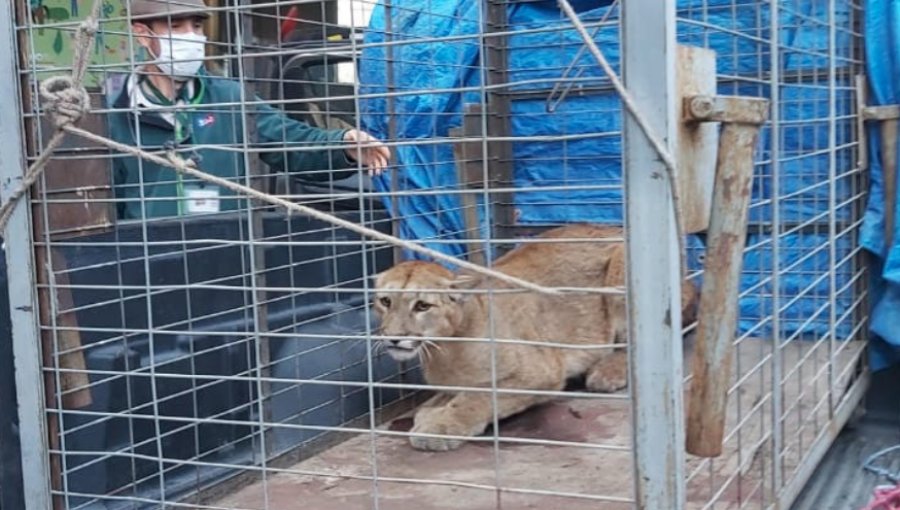 Fiscalía de San Felipe inicia investigación penal por atropello de puma en cuesta de Llay Llay